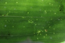 Catasetum Leaf - Bull's Eye Chlorotic Spot