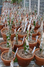 Catesetums Repotted in Anticipation of Spring