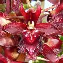 Ctsm. denticulatum 'SVO' AM/AOS, photo courtesy of Sunset Valley Orchids