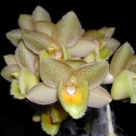 Cgh. Jumbo Pandora, photo courtesy of Jumbo Orchids