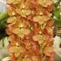 Cyc. Martha Clark 'Spectacular', photo courtesy of Sunset Valley Orchids