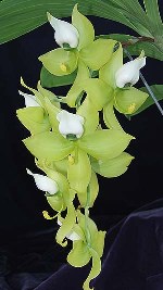 Cyc. warscewiczii 'SVO', photo courtesy of Sunset Valley Orchids