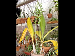 Catasetum discolor Blooms Before Dormancy