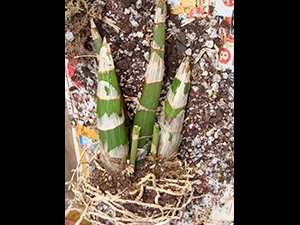 Cut Flower Spikes