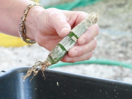 Trim Roots