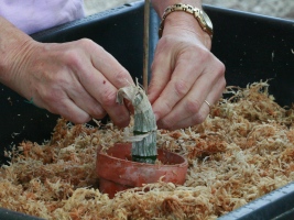 Add More Sphagnum Moss and Top Layer of Time Release Fertilizer