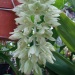 Cl. russelliana