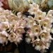 Cl. Grace Dunn 'Live Oak' HCC/AOS (warczewiczii x rosea)