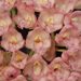 Cl. Rebecca Northen 'Grapefruit Pink' (Grace Dunn x rosea)