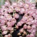 Cl. Rebecca Northen 'Hill Top' (Grace Dunn x rosea)