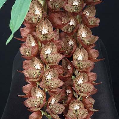 Cyc. barthiorum 'SVO' AM/AOS