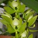 Cyc. chlorochilon