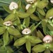 Cyc. haagii