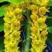 Cyc. herrenhusanum
