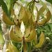 Cyc. loddigesii 'SVO'