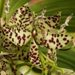 Cyc. pentadactylon 'SVO'