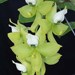 Cyc. warscewiczii 'SVO'