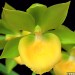 Ctnchs. Jumbo Hela