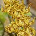 Morm. maculata