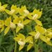 Morm. revoluta 'SVO Yellow'