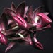 Morm. rolfeanum 'Natural World' AM/AOS