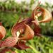 Morm. Exotic Spots (Morm. lawrenceana x Morm. Exotic Treat)