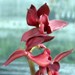 Morm. Midnight 'SVO'(Morm. buccinator x Morm. sinuata)
