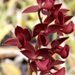 Morm. Midnight Hooker (Morm. Midnight x Morm. hookeri)