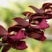 Morm. Virgen del Valle (Morm. sinuata x Morm. hookeri)