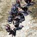 Ctmds. Black Magic 'Nosferatu' FCC/AOS (Morm. sinuata x Ctsm. Orchidglade)