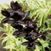 Monn. Millennium Magic (Ctnchs. Midnight Jem x Morm. sinuata)