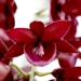 Monn. Jumbo Delight (Cycd. Wine Delight x Ctsm. Orchidglade)