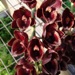 Fdk. Desert Tenor