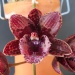 Fdk. Desert Tenor