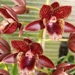 Fdk. Desert Tenor