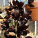 Fdk. Dark There After
