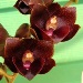 Fdk. Dark There After