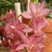 Mo. Jumbo Ruby