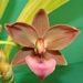 Cycd. Jumbo Rubra