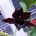 Fdk. Midnight Lace