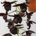Fdk. Midnight Lace