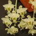Cl. warscewczii 'Sunset Valley Orchids'