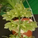 Cl. thylaciochilum