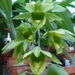 Clo. Black Jade