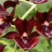 Ctmds. Jumbo Riot 'Canary'