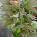 Cl. glaucoglossa