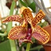 Cycd. Spotted Hornet