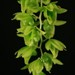 Clo. Black Jade