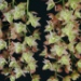 Mo. Lime Tiger 'St. Augustine' AM/AOS