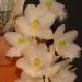 Cl. Gace Dunn 'Chadds Ford' AM/AOS (Cl. warczewiczii x Cl. rosea)